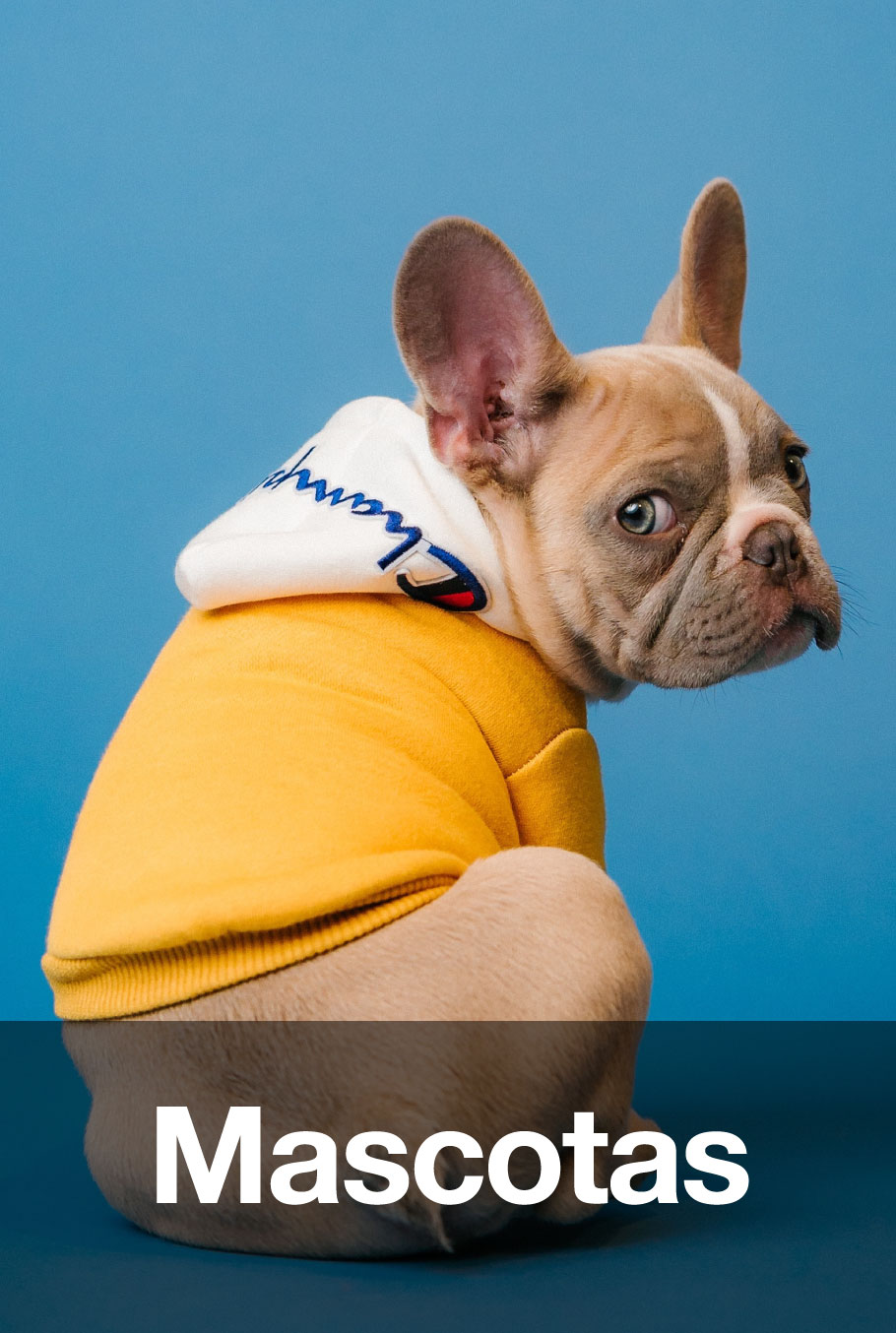 Mascotas